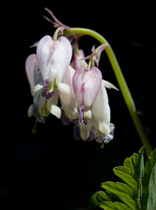 Oregon Bleeding Heart, Dicentra oregana.jpg